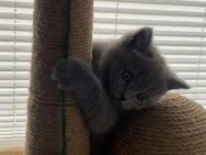 Bkh kitten - Gelsenkirchen