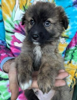 Bubbles fröhlicher Kuscheljunge - Schlitz