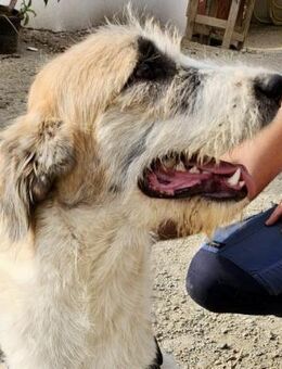 Gala, lernwillig, neugierig, offen - Westerholt