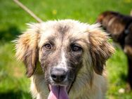 Kuschelfan Timea sucht ES/PS ab Juni - Berlin