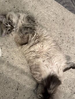 Süße Prinzessin sucht neues zu Hause - Berlin