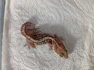 Madagaskar Großkopfgecko - Grünheide (Mark)