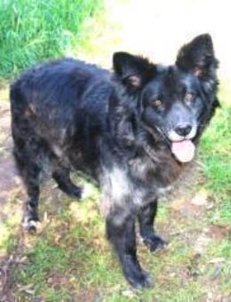 Paulino sucht seine Menschen - Fronreute