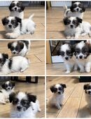 2 von 3 Sheltie-Mix Welpen suchen ein liebevolles Zuhause in 49406