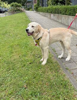 Golden Retriever Rüde – 6 Monate alt – sucht liebevolles Zuhause - Rostock