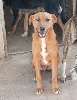 Rafa mit ganzer Familie Alb - Ludwigshafen (Rhein)