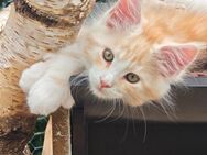 Reinrassige Maine Coon Kitten - Wildberg (Baden-Württemberg)