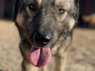 Benny Sanftes Kraftpaket sucht Zuhause - München