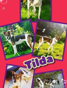 Hübsche Tilda wartet in Hausen! - Nürnberg