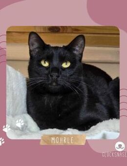 Kater Mohrle sucht seine Familie - Lalendorf