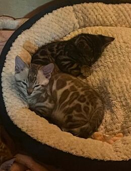 Bengal kitten mit Stammbaum - Marktoberdorf Zentrum