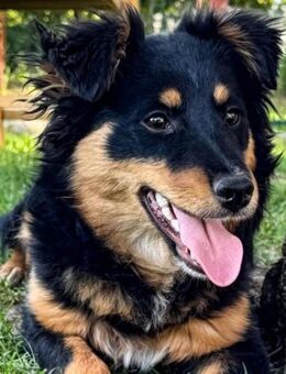ZORA - 35 cm, freundlich, verspielt - Linden (Hessen)