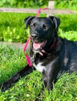 Oreo - klug & verschmust - Kallmünz