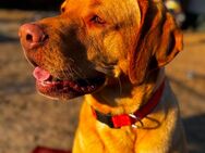 Labrador Retriever Rüde Sammy - Grünheide (Mark)