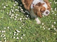 King Charles Cavalier Spaniel - Neunkirchen (Saarland)