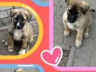 Kangal Mischling - Strehla