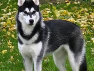 Sybirische Husky Hündin - Hamburg Eimsbüttel