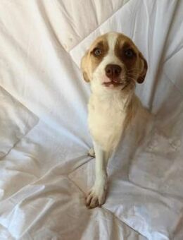 🌺 Welpe Zita sucht Familie 🐶 - Eislingen (Fils)