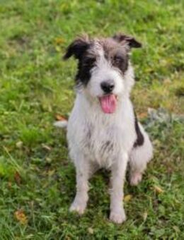 214352 - neugierig auf Familie - Overath