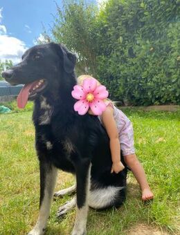 💙Monty💙 sucht seine Menschen - Freilassing