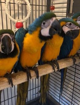 Neuer Familienfreund - Vogel - Tamm