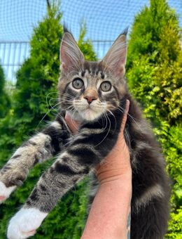 Maine Coon Kitten mit Stammbaum - Reutlingen