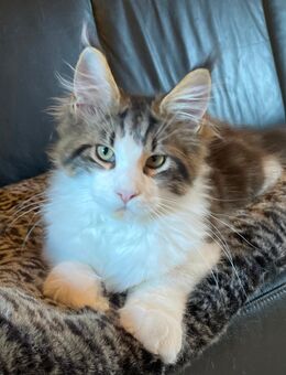 Maine Coon Kitten mit Stammbaum - Ellhofen