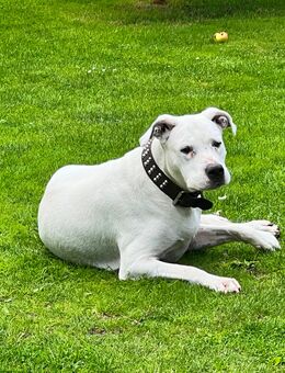 Dogo Argentino Deckrüden gesucht . - Osnabrück