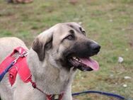 Nala Sanfte Hündin mit großem Herz - Rostock