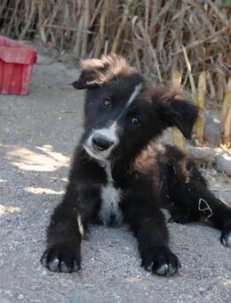 Nando - freundlich und verspielt - Haan