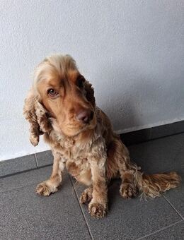 Rüde Englisch cocker spaniel 2 1/2 Jahre alt in liebevolle Hände abzugeben dringend - Blaufelden