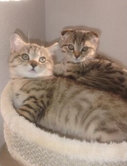 BKH Kitten - Lahr (Schwarzwald)