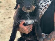 Blacky - Hunde-Opi sucht Sofa - Ratekau