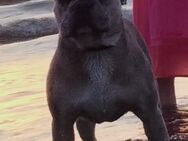 Deckrüde Französisch Bulldog - Heide