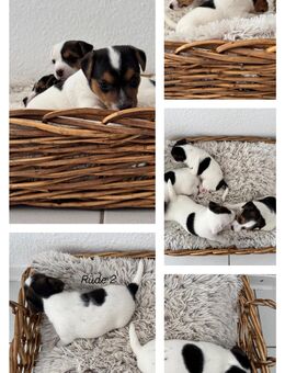 Jack Russell Terrier Welpen - Lich
