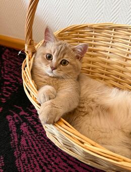 bkh kitten männlich geimpft - Gelsenkirchen