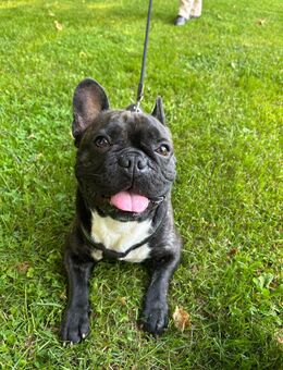 Französische Bulldogge - Dinslaken Zentrum