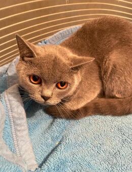💎Sanfte Katze Linda💎 - Eislingen (Fils)