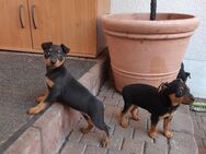 Rehpinscher Mischlinge - Teutschenthal