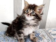 Reinrassige Maine Coon Kitten - Ingolstadt