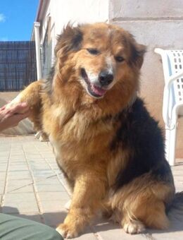 Anschmiegsame, aktive, freundliche Jacky - Berlin