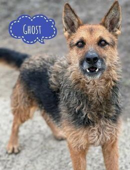 Ghost der Wundervolle - Mannheim