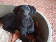Kleine 💕Cleo💕 sucht eine liebe Familie - Freilassing