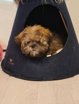 Shih tzu Rüde - Bergen (Rügen)