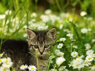 Jungkatze Katze Kätzchen Kitten sucht ein neues Zuhause - Stolpen