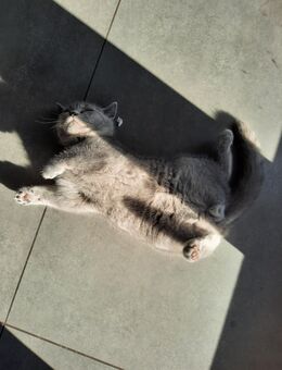 1 Baby Katze sucht neues Zuhause ab dem 08.12.25. - Aichstetten