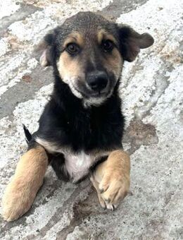 Lustiger Rüde A571 sucht liebes Zuhause - Neuberg