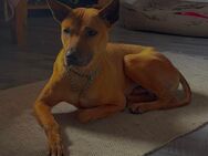 Phu Quoc Ridgeback Deckrüde - Chamerau