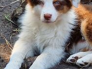 Australian Shepherd Welpen - Rotenburg (Wümme)