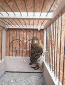 Kanarienvögel in 23968